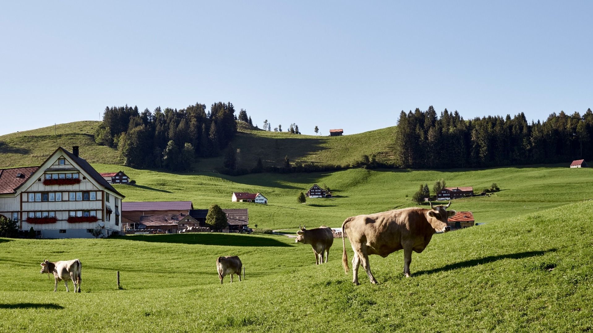 Paysage d’habitat dispersé en Appenzell avec des constructions traditionnelles à l’arrière-plan et des vaches au premier plan