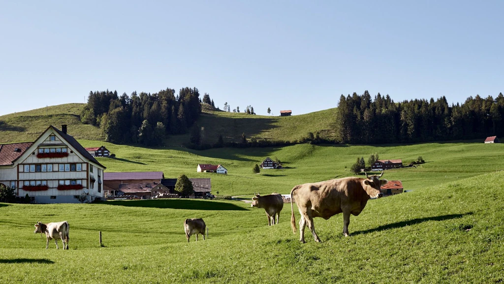 Landschaft in Streusiedlung im Appenzell mit traditionellen Bauten im Hintergrund und Kühen im Vordergrund. 